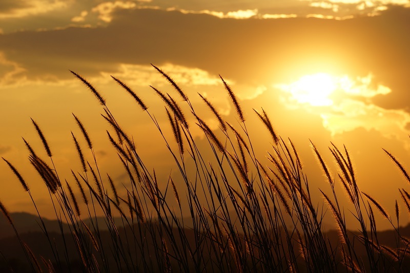 Tulips flowers  / tulip flowers
