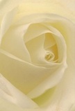 The image sweeps you into the intimate centre of a cream-white rose, each petal spiralling with poetic gentleness-a visual embrace reminiscent of early mornings by Teddington's riverside. As the petals unfold, their textures move from soft velvet in the bloom's heart to near transparency at the edges where pale light lingers, recalling the quiet radiance at the edge of Bushy Park. Subtle shadows deepen the flower's whorls, creating an atmosphere of peace and quiet hope-a feeling that often accompanies heartfelt moments in Teddington homes. As a florist here, such a rose speaks to me of reverence, humility, and fresh beginnings, making it especially fitting for expressing sympathy, admiration, or new chapters. The fragrance, although only imagined in the photograph, rises as a gentle, sweet undertone-never overwhelming, always present. This close composition highlights not only the flower but the dedication and artistry behind each arrangement sent within the Teddington area, celebrating life's milestones and tender gestures with a bloom as serene as the town itself.